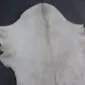 Goatskin Rug GS912a Natural white goatskin rug with grey and tan markings and a central dorsal stripe.
