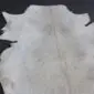 Natural goatskin rug with short white and grey hair in a unique hide shape.