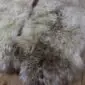 Close up of a rare breed double sheepskin rug featuring long, textured wool in cream, grey and brown tones.