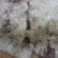 Close-up of a rare breed sheepskin rug featuring thick, textured wool in cream, grey, and brown tones.
