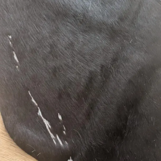 Cowhide Rug Black and White C00727
