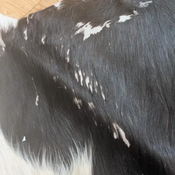 Cowhide Rug Black and White C00727
