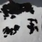 Close-up of a white calfskin rug with irregular black patches and short natural hair texture.
