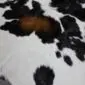 Calfskin Rug CF129 (9) Close-up of a tricolour calfskin rug featuring black and brown patches on a white background.