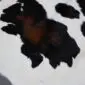 Natural calfskin rug featuring a white base with large black and dark brown spots.
