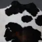 Close-up of a black and white patterned calfskin rug showing natural hair texture and organic spots.