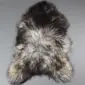 Natural curly Icelandic sheepskin rug with mottled grey, charcoal, and cream wool.