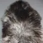 Natural grey Icelandic sheepskin rug with long, curly wool in varying shades of charcoal and silver.
