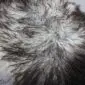 Close-up of a curly Icelandic sheepskin rug with natural grey, white and black wool fibres.