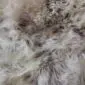Close up of a rare breed sheepskin rug with long, textured wool in shades of cream, grey, and brown.