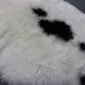 Shorn Icelandic sheepskin rug with thick white wool and natural black spots.