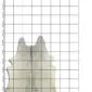 Natural grey cowhide rug with an irregular shape and speckled texture, displayed on a measuring grid.
