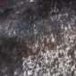 Close-up of a speckled cowhide rug featuring dark brown and white natural hair textures.