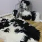 Long-haired Icelandic sheepskin rug and matching cushion with natural black and white spotted markings.