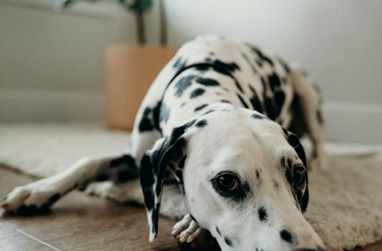 We love exotic hide rugs and their ability to transform any room. However, if you're a pet owner, you might be hesitant to invest in one due to concerns about it getting damaged.