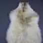 Rare breed sheepskin rug with long, cream wool and natural brown markings along the centre.