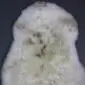 Rare Breed Sheepskin Rug RBS126b Natural cream sheepskin rug with long, textured wool and subtle grey and brown markings.