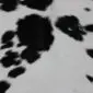 Calfskin Rug CF159 (1) Natural calfskin rug with a white base and irregular black spots.