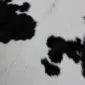 Close-up of a calfskin rug featuring natural black spots on a white background.