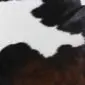 Close-up of a cowhide rug featuring a natural pattern of black, dark brown, and white patches.