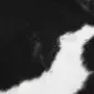 Close-up of a black and white cowhide rug showing the natural hair texture and colour pattern.