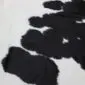 Close-up of a black and white cowhide rug showing natural hair texture and spotted pattern.