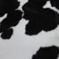 Close-up of a black and white cowhide rug showing the natural hair texture and spotted pattern.