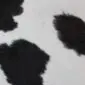 Cowhide Rug C00935 (1) Close-up of a black and white cowhide rug showing natural hair texture and spotted pattern. detail view detail view