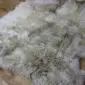 Rare-Breed British Sheepskin Quad RB4S-182 (8) Close up of a quad rare breed sheepskin rug with long, curly wool in shades of cream, grey and light brown.