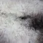 Close-up of a rare breed sheepskin rug featuring long, thick wool in cream, grey and dark brown tones.
