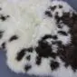 Rare Breed Sheepskin Rug RBM-83 (4) Rare breed sheepskin rug with long, thick wool in cream and dark brown mottled patterns.