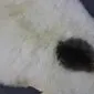 Natural cream sheepskin rug with a large dark brown patch and long, textured wool.