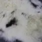 Natural cream sheepskin rug with dark brown and grey spots and long, textured wool.