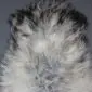 Natural Grey Icelandic Sheepskin Rug ING380 (4) Close-up of a natural grey Icelandic sheepskin rug with long, thick wool in shades of white, silver and charcoal.