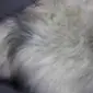Close-up of a long-haired Icelandic sheepskin rug with natural white, grey and black wool fibres.