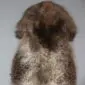 Large rare breed sheepskin rug with long, textured wool in mottled shades of dark brown, grey, and cream.