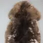 Large rare breed sheepskin rug with thick, curly wool in mottled shades of dark brown, tan, and cream.