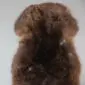 Large rare breed sheepskin rug with thick, textured wool in mottled dark brown and tan tones. detail view