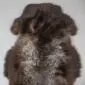 Large rare breed sheepskin rug with thick, curly wool in mottled shades of dark brown, grey and cream.