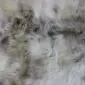 Large rare breed sheepskin rug with long, textured wool in mottled shades of cream, grey, and brown.