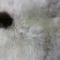 Close-up of a rare breed sheepskin rug showing thick, cream wool with a dark brown spot.