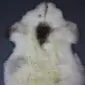 Large cream rare breed sheepskin rug with a central dark brown patch and long, textured wool.