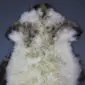 Large rare breed sheepskin rug with thick cream wool and dark brown markings on the edges.