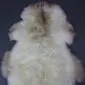 Large rare breed sheepskin rug with long, thick cream wool and natural brown markings.