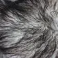 Close-up of a natural grey Icelandic sheepskin rug with long, curly wool fibres in varying shades of silver and charcoal.