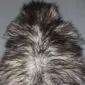 Natural grey Icelandic sheepskin rug with long, curly wool in variegated shades of charcoal and silver.