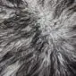Close-up of a natural grey Icelandic sheepskin rug with long, curly wool in varying shades of charcoal and silver.