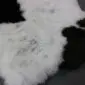 Icelandic Sheepskin Rug IMX132 (1) Shorn Icelandic sheepskin rug with thick white wool and natural irregular edges.