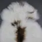 Long-haired white Icelandic sheepskin rug with natural dark brown and tan markings.