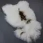 Long-haired white Icelandic sheepskin rug with a central dark brown and tan patterned stripe.